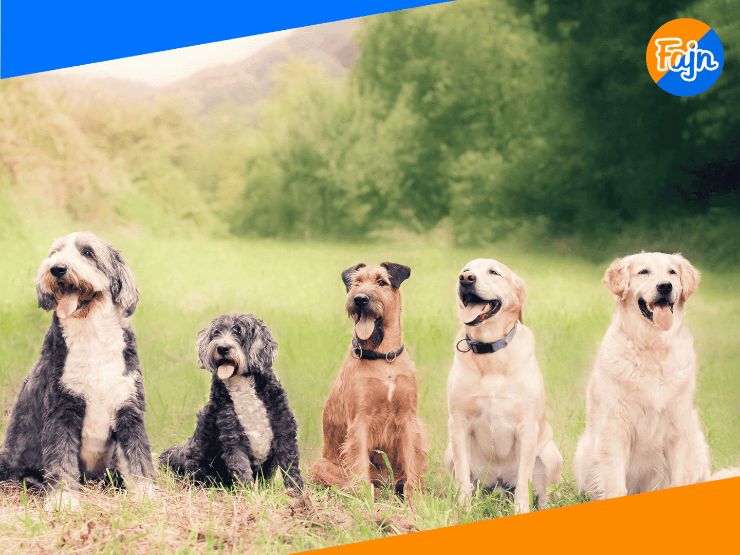 venceni-psu-aneb-vydelavejte-pri-prochazce